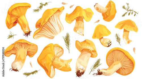Scattered chanterelles isolated on white background