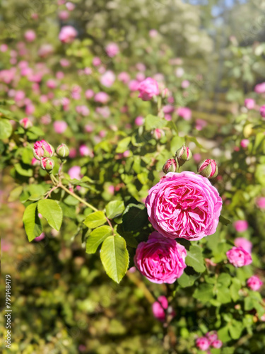 Close-up of the buds of the blooming baronesse rose in the spring garden in blurry focus. Vertical image. photo