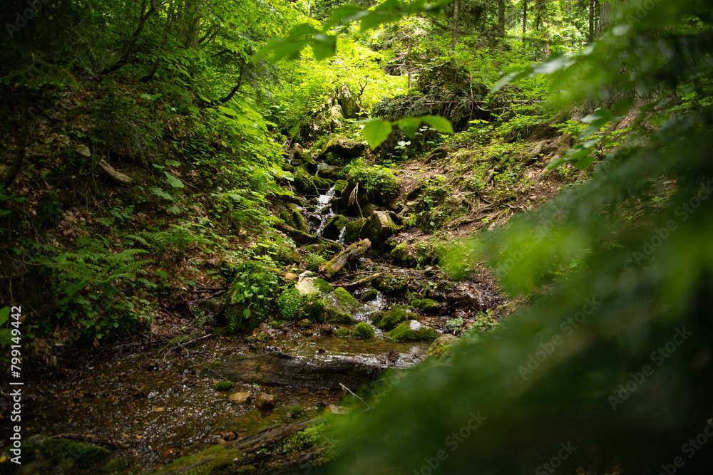 Beautiful mountain landscape in early spring. Old forest. Beautiful mountain landscape in early spring. Old forest.