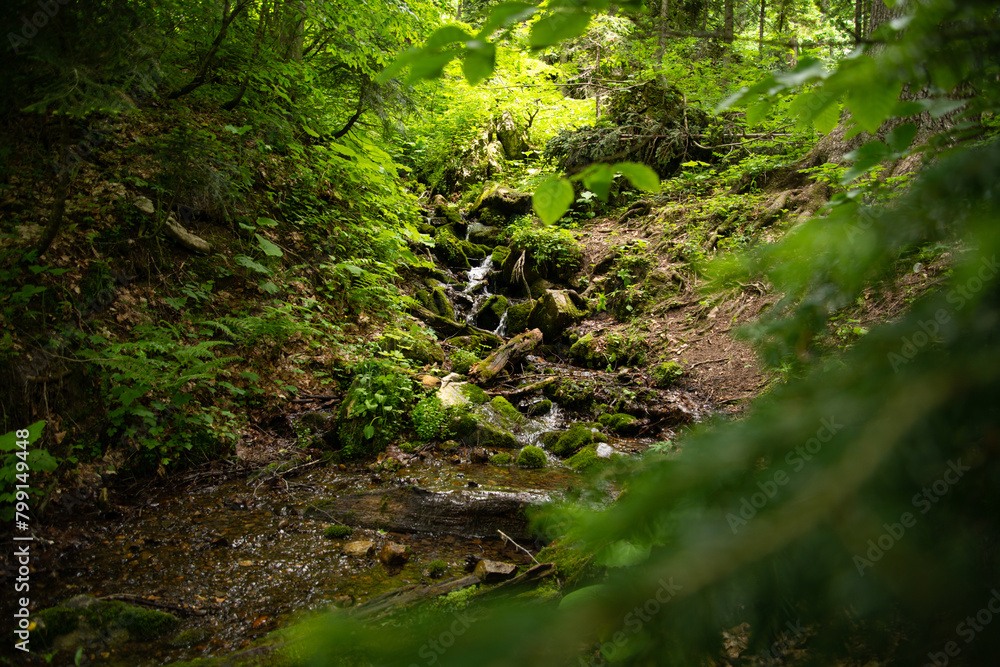 Beautiful mountain landscape in early spring. Old forest. Beautiful mountain landscape in early spring. Old forest.