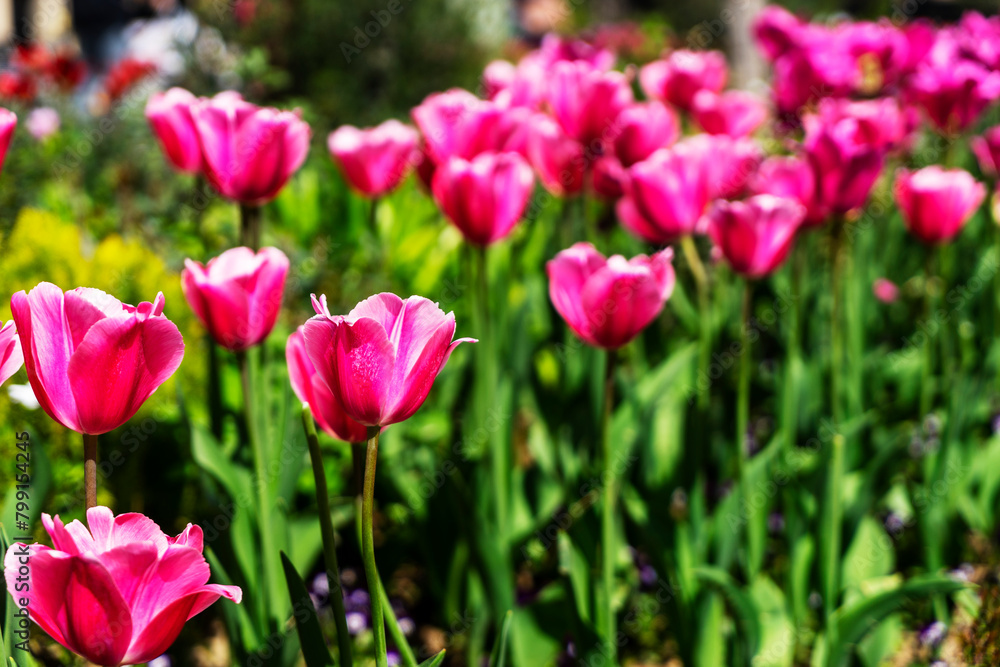 beautiful burgundy tulips grow in the park. Tulip Merlot - Blooming purple tulips in a rural garden beautiful burgundy tulips grow in the park. Tulip Merlot - Blooming purple tulips in a rural garden