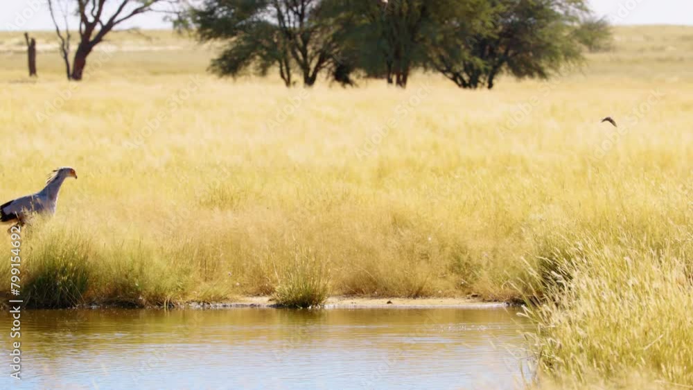 A Secretary bird covered in whitish-grey feathers and black tail feathers stands walk at the edge of a waterhole and looks around. A Secretary bird covered in whitish-grey feathers and black tail feathers stands walk at the edge of a waterhole and looks around.