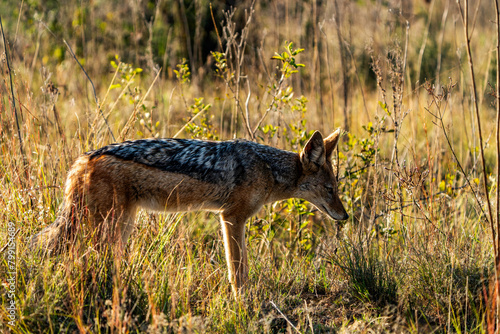 Black-backed jackal photographed in Rietvlei Nature Reserve  Gauteng  South Africa.