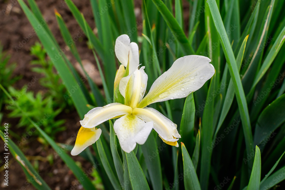 Close up of one large delicate white and yellow iris flower in a sunny spring garden, beautiful outdoor floral background photographed with soft focus Close up of one large delicate white and yellow iris flower in a sunny spring garden, beautiful outdoor floral background photographed with soft focus