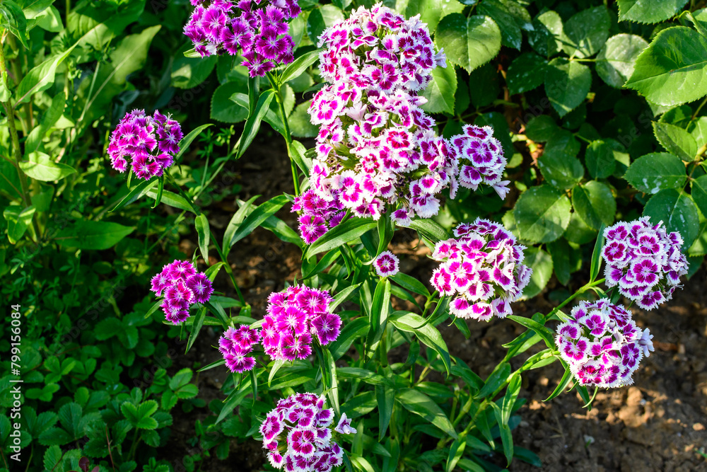 Many small vivid pink flowers of Dianthus barbatus or the sweet William plant in a British cottage style garden in a sunny summer day, beautiful outdoor floral background Many small vivid pink flowers of Dianthus barbatus or the sweet William plant in a British cottage style garden in a sunny summer day, beautiful outdoor floral background