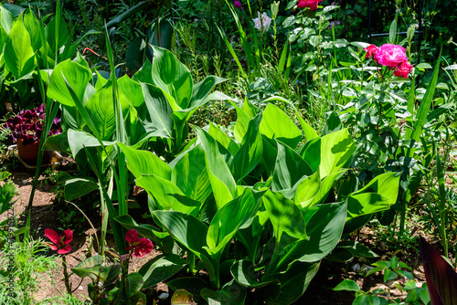 Vivid green leaves of Canna indica, commonly known as Indian shot, African arrowroot, edible canna, purple arrowroot or Sierra Leone arrowroot, in soft focus, in a garden in a sunny summer day photo