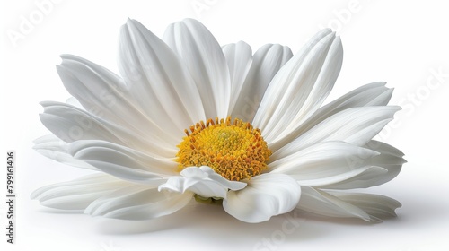 The beautiful flower daisy stands out against the white background