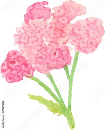 pink carnation yarrow flower watercolor png (ID: 799163899)