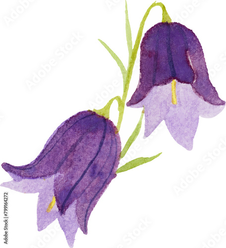harebell flower watercolor png (ID: 799164272)