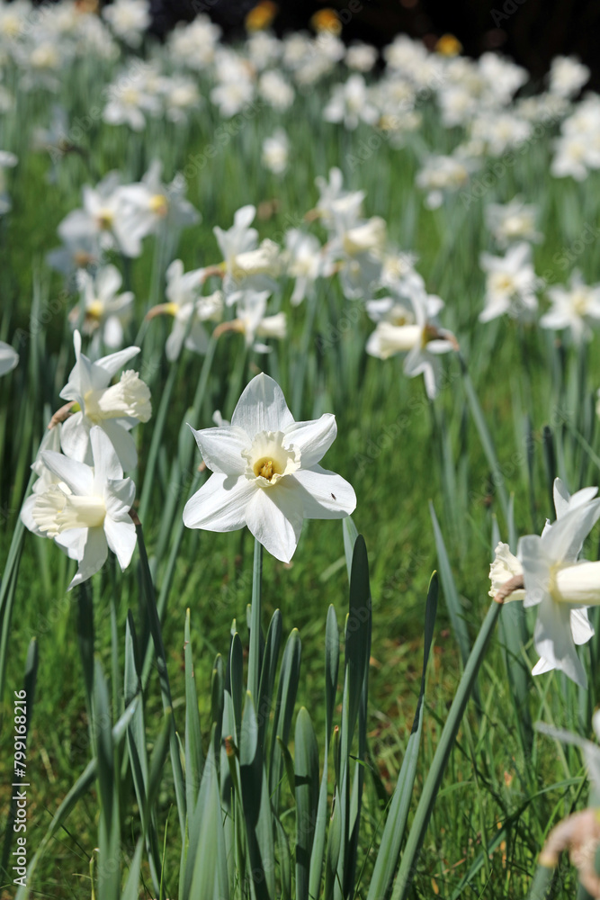 Closeup of a bank of sunlit white Daffodils, Derbyshire England
Closeup of a bank of sunlit white Daffodils, Derbyshire England