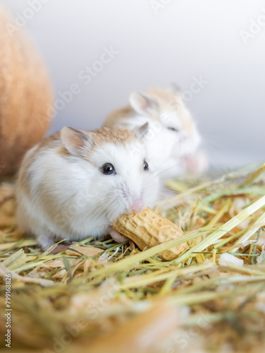Roborovski hamster eats peanuts. Nutrition of rodents living in cages, animal protection.