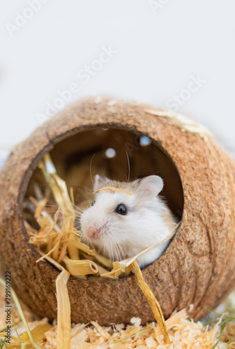 Roborovski hamster (Phodopus roborovskii), desert hamster, Robo dwarf hamster - the smallest of three species of hamster in the genus Phodopus. Coconut house for rodents