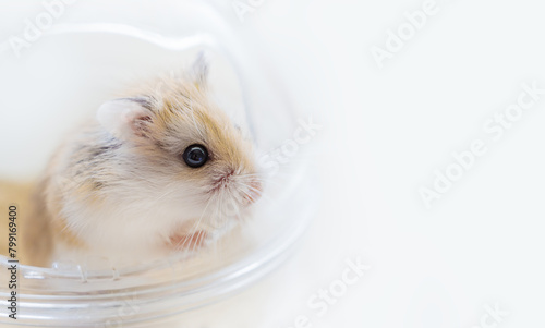 Close-up portrait of Roborovski hamster (Phodopus roborovskii), desert hamster, Robo dwarf hamster on a white background with copy space. The smallest of three species of hamster in the genus Phodopus