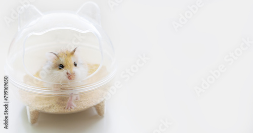 Roborovski hamster, desert hamster, Robo dwarf hamster sitting in a transparent house with sand on a white background with copy space. Animal hygiene, sand bath for hamsters, pet