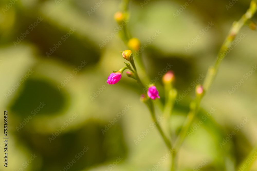 A close short of a budding flower and texture A close short of a budding flower and texture