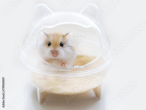 Roborovski hamster (Phodopus roborovskii), desert hamster, Robo dwarf hamster sitting in a transparent house with sand on a white background. Animal hygiene, sand bath for hamsters, pet