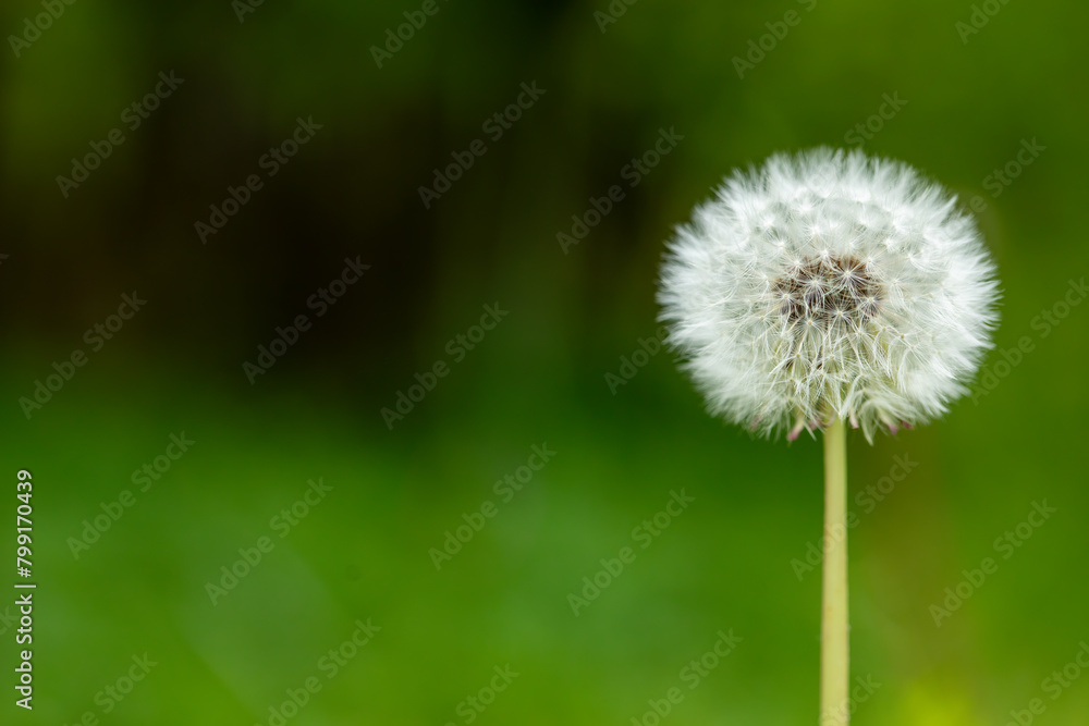Vivid Dandelion Puff Flower in Serene Garden Background Vivid Dandelion Puff Flower in Serene Garden Background