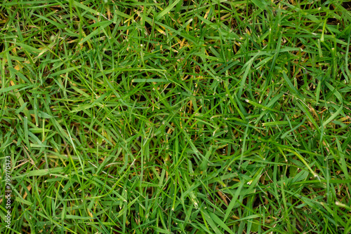Lush Green Grass Macro Texture - Vibrant Nature Background