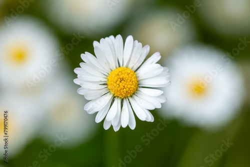Sunny Daisy: Tranquil Blooms in a Cheerful Garden Background