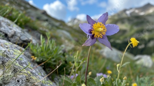 Purple flower blooming on a rocky surface