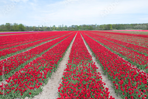 Rotes Tulpenfeld in voller Blüte bei Gifhorn / Braunschweig