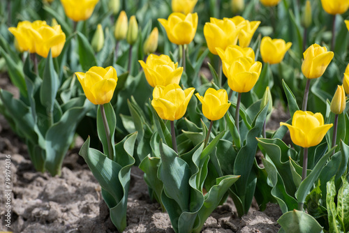 Gelbes Tulpenfeld in voller Blüte bei Gifhorn / Braunschweig