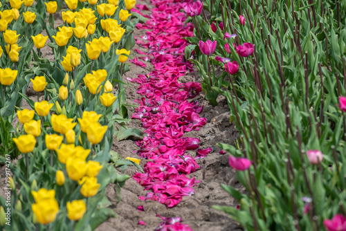 Lila und gelbes Tulpenfeld in voller Blüte bei Gifhorn / Braunschweig