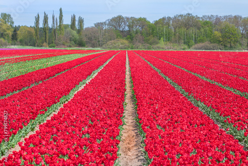 Rotes Tulpenfeld in voller Blüte bei Gifhorn / Braunschweig