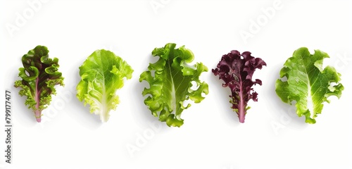 set of different lattuce leaves isolated on white background photo