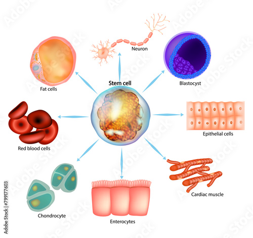 Stem cell. Blastocyst, Neuron, Epithelial, Enterocytes, Cardiac muscle, Fat, blood, Chondrocyte