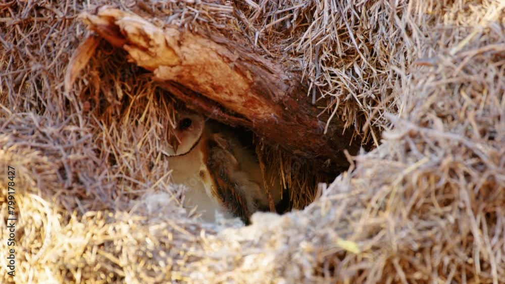 Barn owl inside its nest on a tree Barn owl inside its nest on a tree