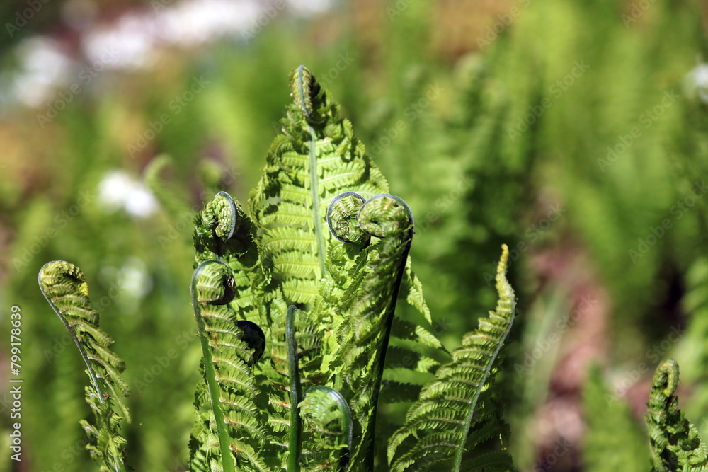Macro image of unfurling Shuttlecock Fern fronds, Derbyshire England
Macro image of unfurling Shuttlecock Fern fronds, Derbyshire England
