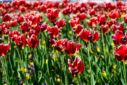 beautiful burgundy tulips grow in the park. Tulip Merlot - Blooming purple tulips in a rural garden