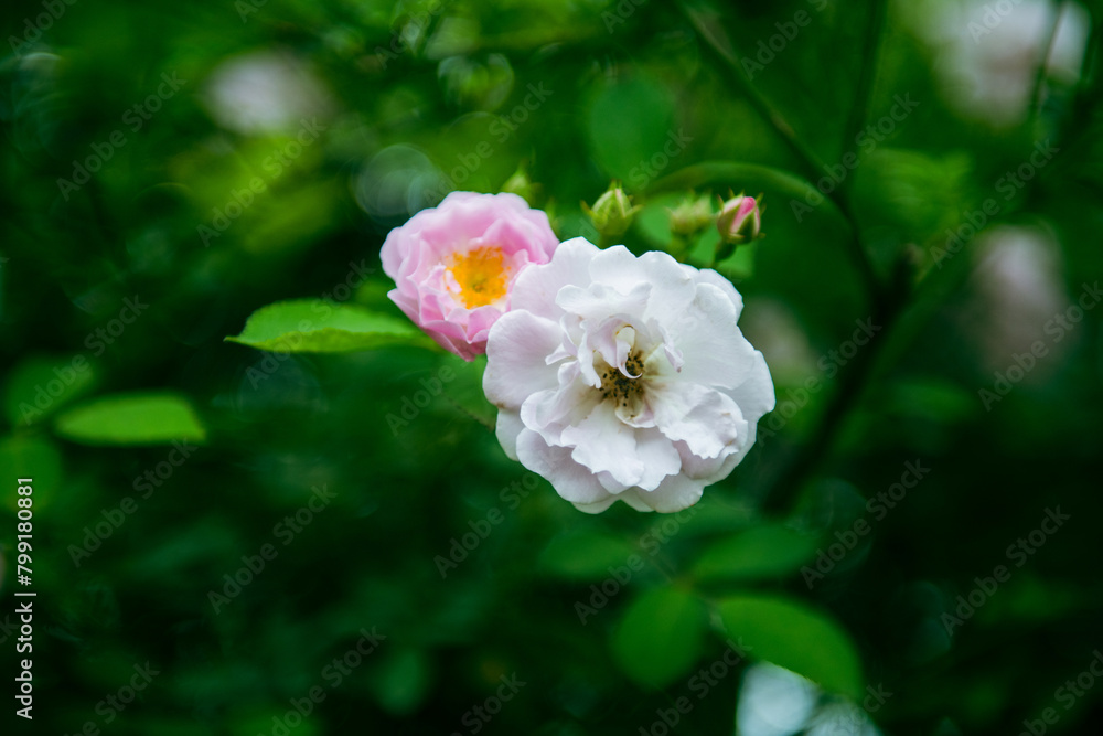 In the spring, I plunge into the embrace of rose flowers. In the spring, I plunge into the embrace of rose flowers.