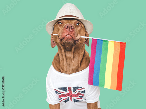 Lovable, pretty dog and Rainbow Flag. Closeup, indoors. Studio shot. Congratulations for family, loved ones, relatives, friends and colleagues. Pets care concept