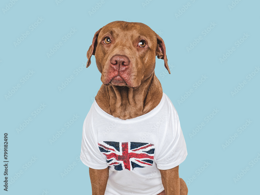 Lovable, pretty dog and British Flag. Closeup, indoors. Studio shot. Congratulations for family, loved ones, relatives, friends and colleagues. Pets care concept Lovable, pretty dog and British Flag. Closeup, indoors. Studio shot. Congratulations for family, loved ones, relatives, friends and colleagues. Pets care concept