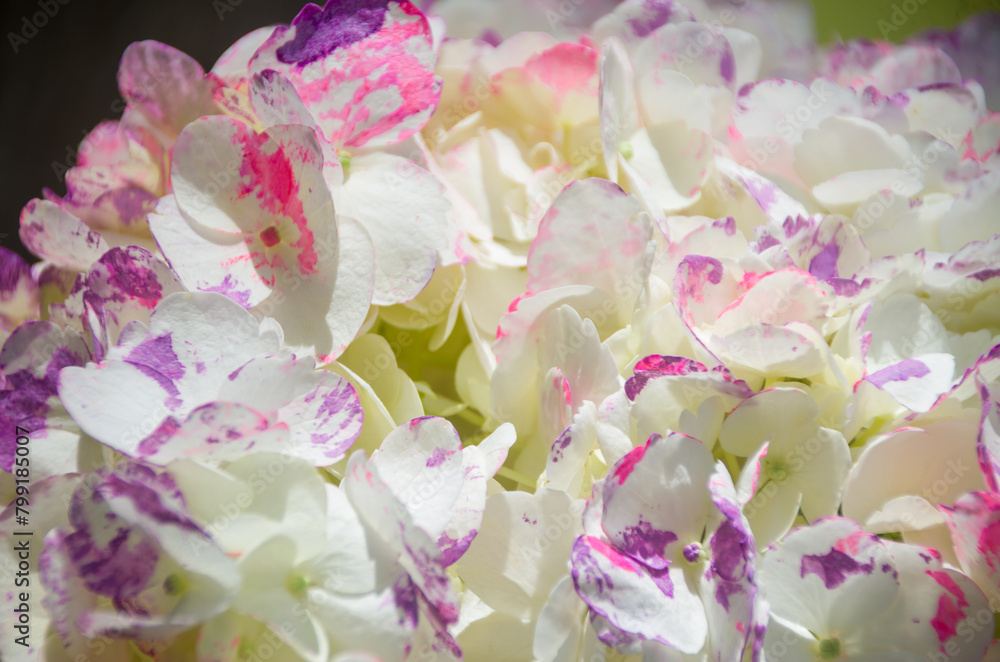 Fototapeta premium Fresh and colorful hydrangeas for holidays