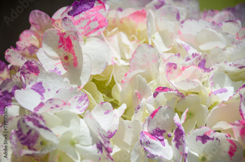 Fresh and colorful hydrangeas for holidays © MrChikip