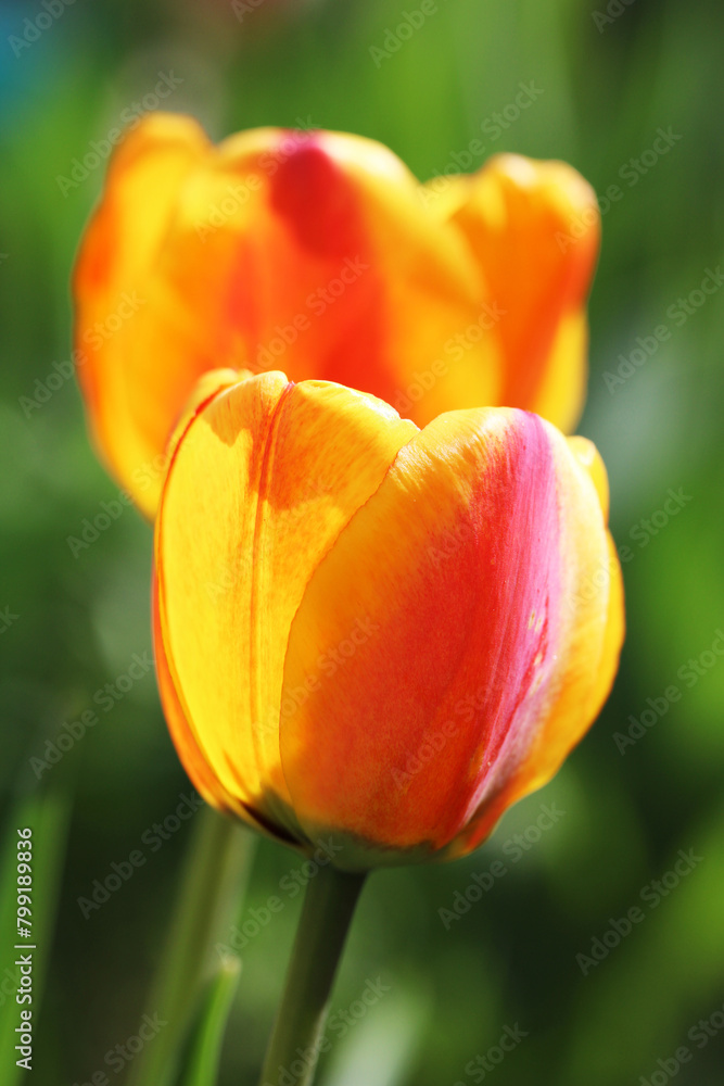 Beautiful tulips close up. Nature background Beautiful tulips close up. Nature background