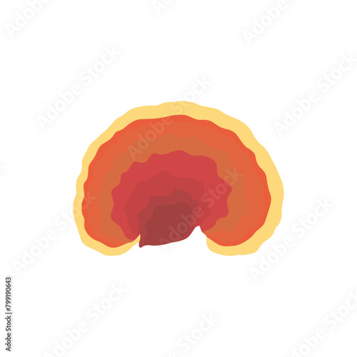 Vector illustration of Reishi Ganoderma lucidum mushroom set. Colored vector illustration of mushrooms on white background. Edible flat mushrooms. Perfect for recipe, menu, label, packaging.