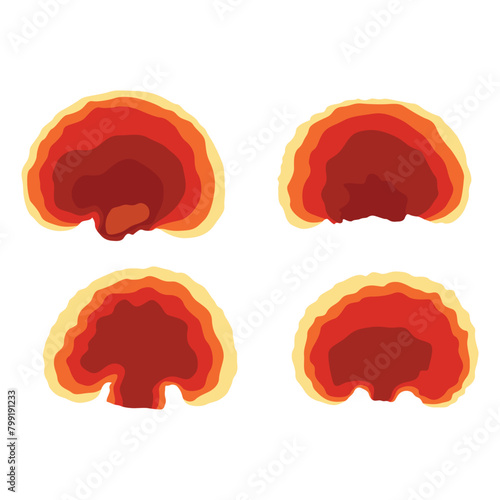 Vector illustration of Reishi Ganoderma lucidum mushroom set. Colored vector illustration of mushrooms on white background. Edible flat mushrooms. Perfect for recipe, menu, label, packaging.