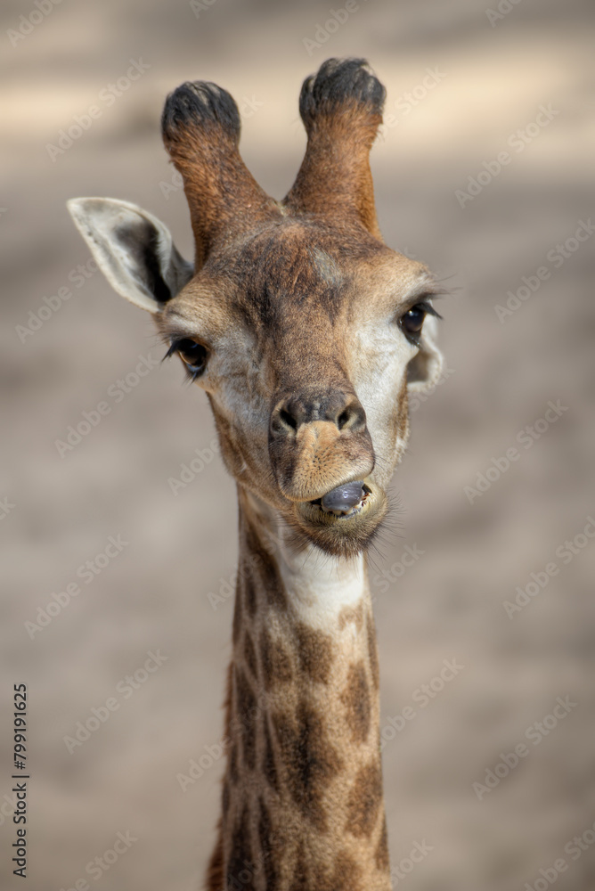 A portrait of a giraffe making silly face 