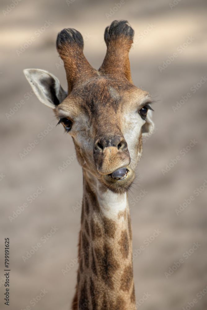 Fototapeta premium A portrait of a giraffe making silly face 