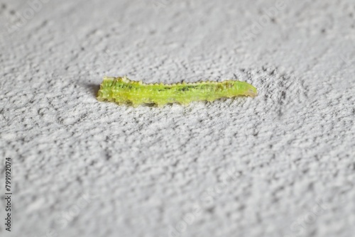 little caterpillar Winter Mothson the wall