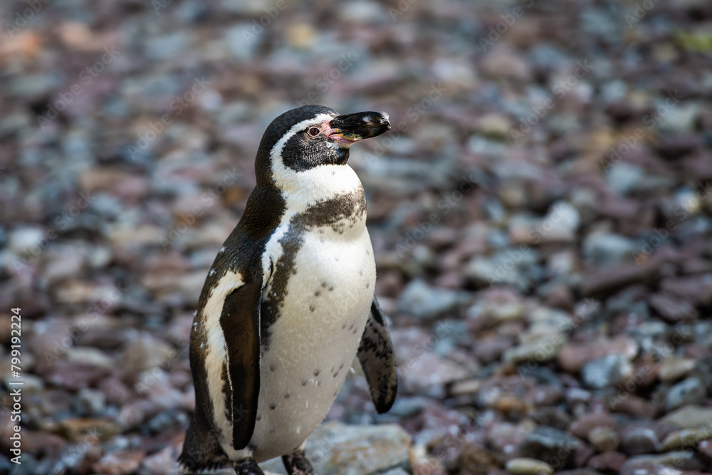 Fototapeta premium Pinguin in der Wildness in Südafrika