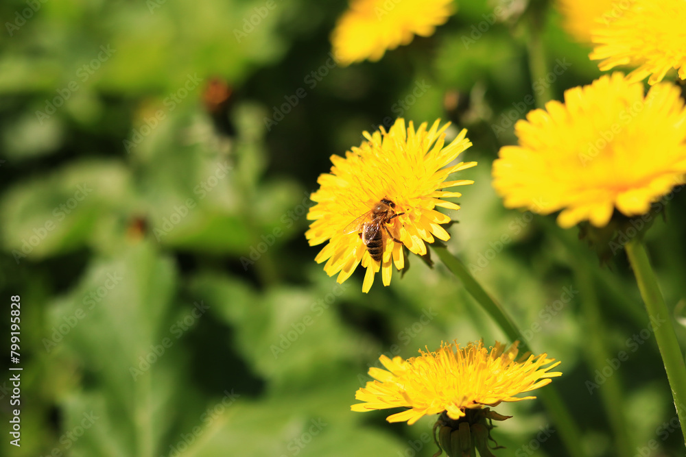 Bee on a dandelion flower, close-up. Yellow dandelion flowers in a clearing, pollination of flowers by insects. Natural spring background with bright flowers, selective focus. Dandelion close up Bee on a dandelion flower, close-up. Yellow dandelion flowers in a clearing, pollination of flowers by insects. Natural spring background with bright flowers, selective focus. Dandelion close up