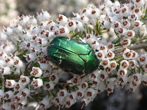 Green rose chafer beetle (Cetonia aurata) on white flowered heather flowers