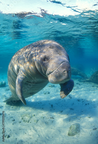 Portrait of a Manatee at Three Sisters Springs in Crystal River,Florida
