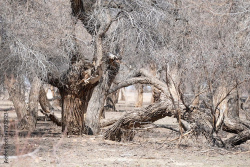 Old Turanga, one of the relict Desert Poplar trees in Kazakhstan; Not far from the village of Zheltorangi there is a whole grove of these trees listed in the Red Book.