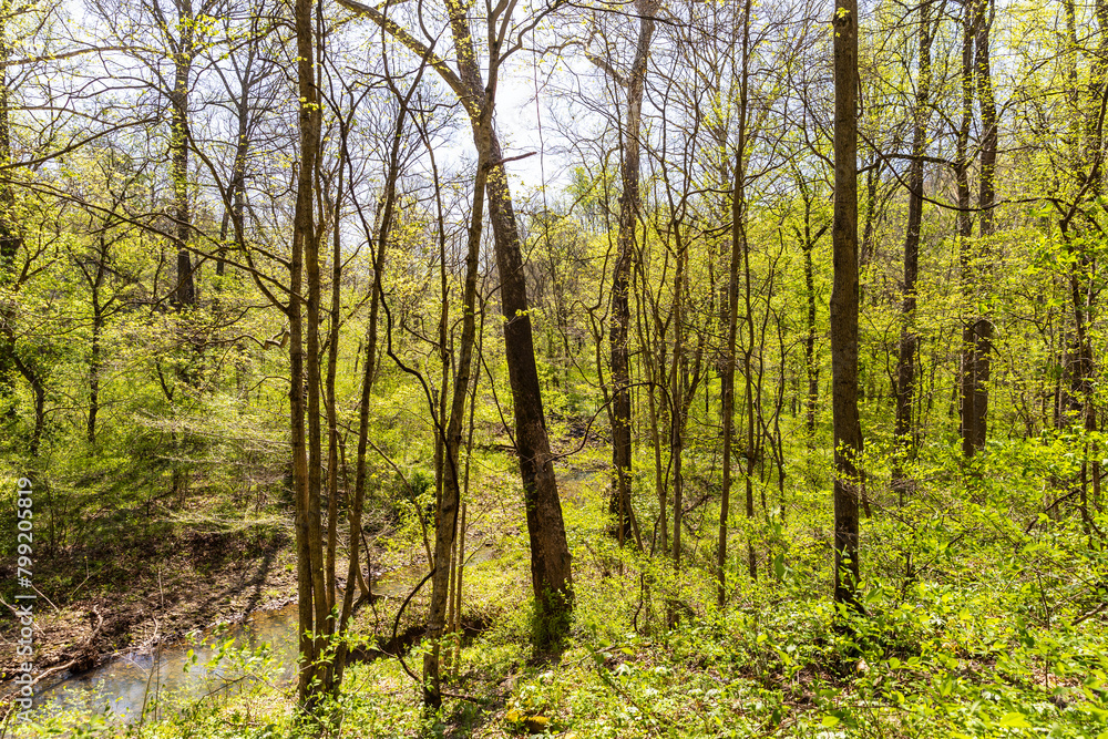 Fototapeta premium trees in the woods
